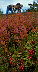 BB 05 0303 / Empetrum nigrum / Krekling <br /> Vaccinium myrtillus / Blåbær <br /> Vaccinium vitis-idaea / Tyttebær